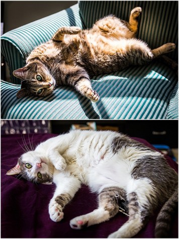 Shanna Edberg Photography The reason I always get less done than I intend!